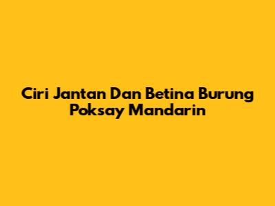 Ciri Jantan Dan Betina Burung Poksay Mandarin